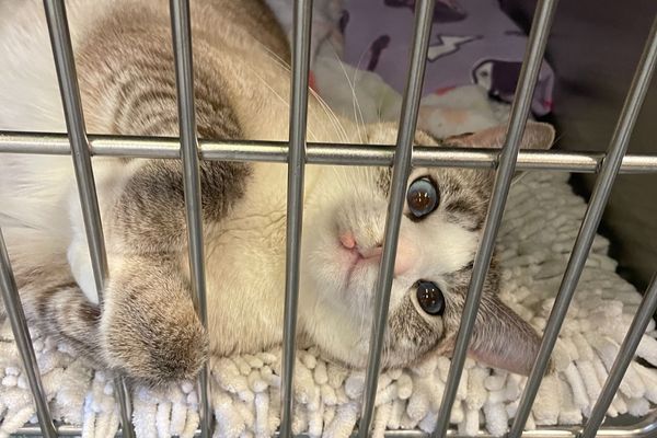 Georgia lost cat with unregistered microchip