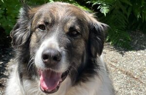 Jozie lost and found microchip