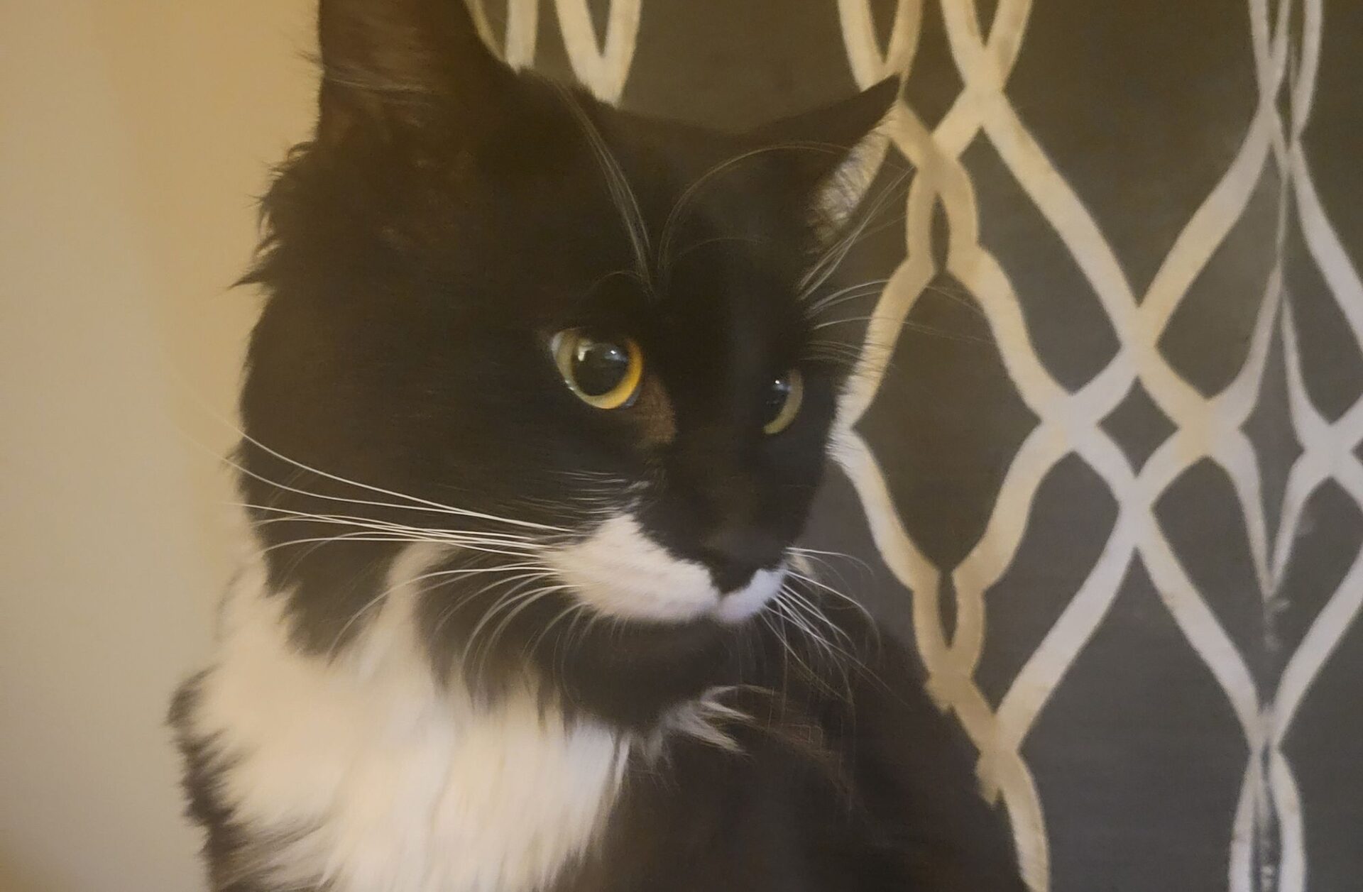 Loakie lost cat in Prince George