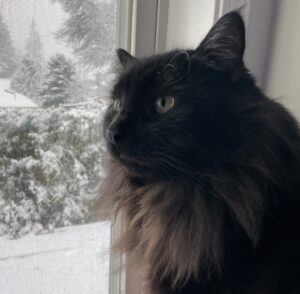 Missing Cat, RJ Sitting By The Window, Finally Reunited Thanks To BC Pet Registry