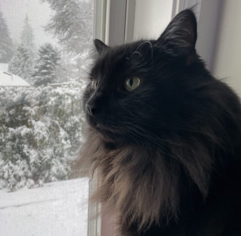 Missing Cat, RJ Sitting By The Window, Finally Reunited Thanks To BC Pet Registry