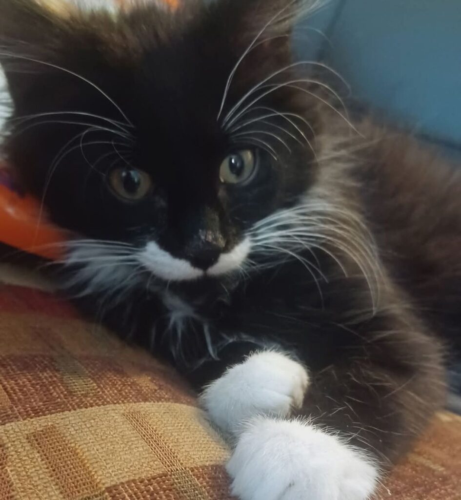Loakie lost cat in Prince George