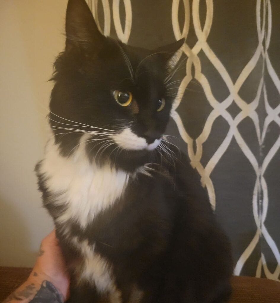 Loakie lost cat in Prince George