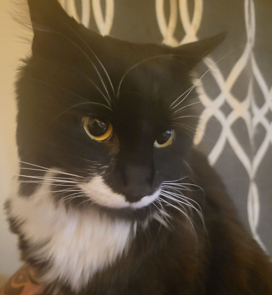 Loakie lost cat in Prince George