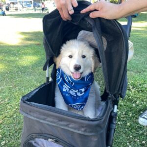 2025 Delta Community Animal Expo