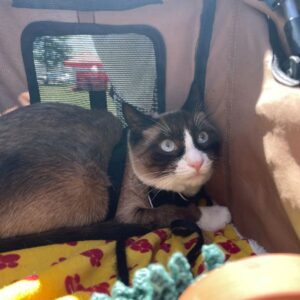 2025 Delta Community Animal Expo
