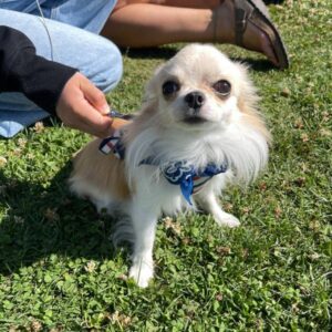 2025 Delta Community Animal Expo
