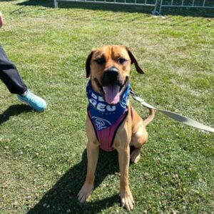 2025 Delta Community Animal Expo