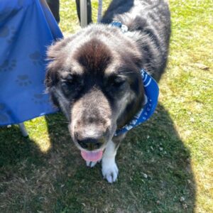 2025 Delta Community Animal Expo
