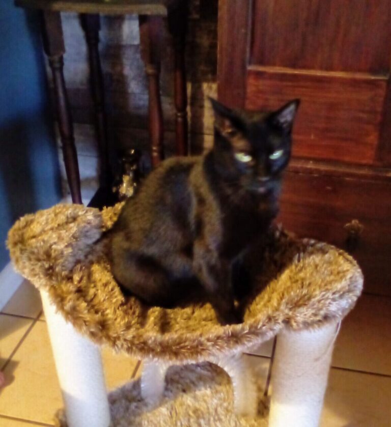 Miss Molly Pet Reunion - by BC Pet Registry