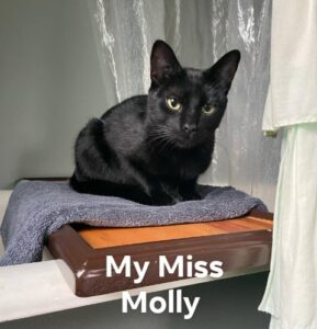 Miss Molly's pet reunion microchip story by BC Pet Reigstry