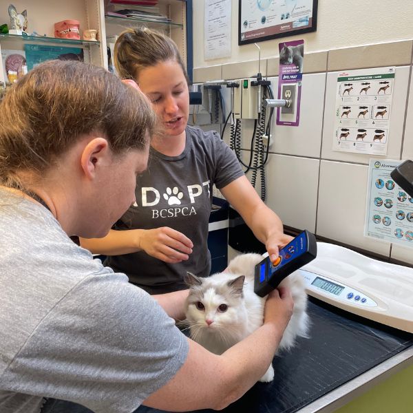 microchip scan of cat