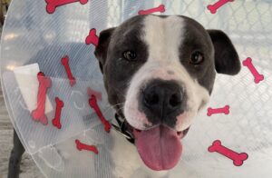 Ducky unregistered microchip in East Kootenay Cranbrook