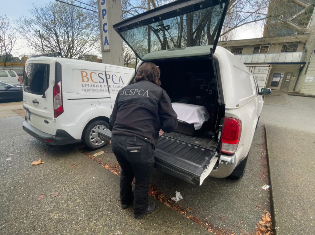 BC SPCA Animal Protection Officer