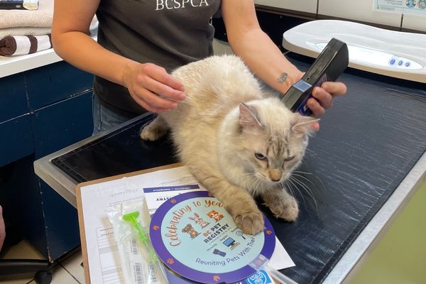 pre-microchip implantation