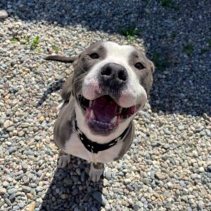 Ducky unregistered microchip in East Kootenay Cranbrook