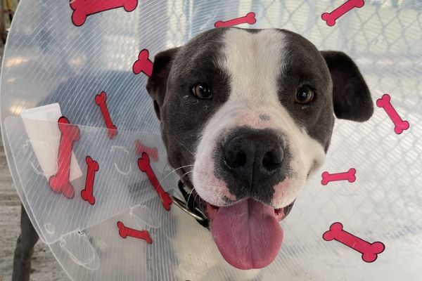 Ducky unregistered microchip in East Kootenay Cranbrook