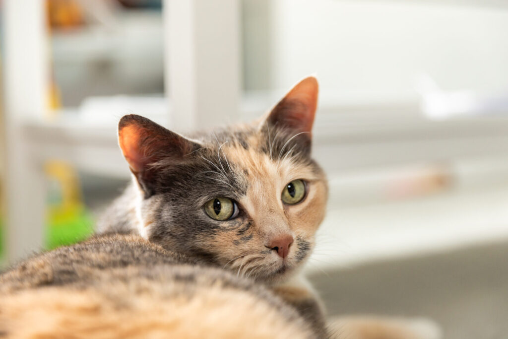 Indoor cat