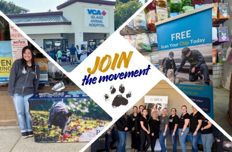 BC SPCA BC Pet Registry community work for Fall 2025