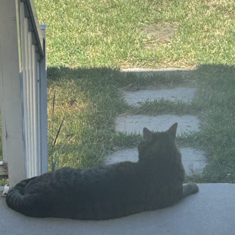 Missing Cat Finally Reunited with Owner