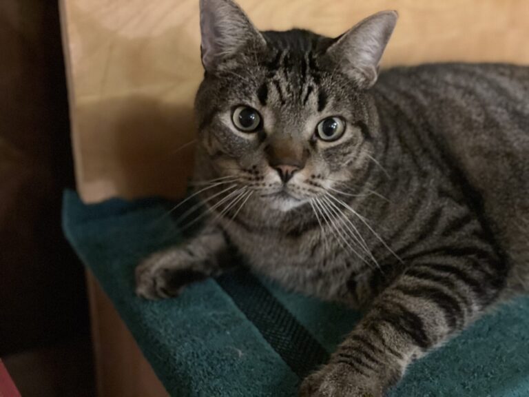 Ronnie the Missing Cat Reunited with Owner