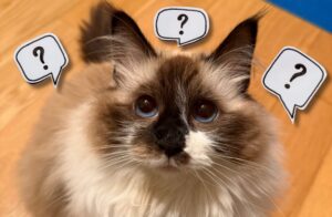 avoid questionable practices - what you must know before registering your pet's microchip