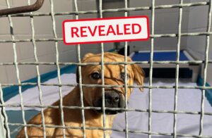 For-Profit Pet Registries Revealed: Why Clinics Are Told to Leave Microchip Registration to Pet Owners