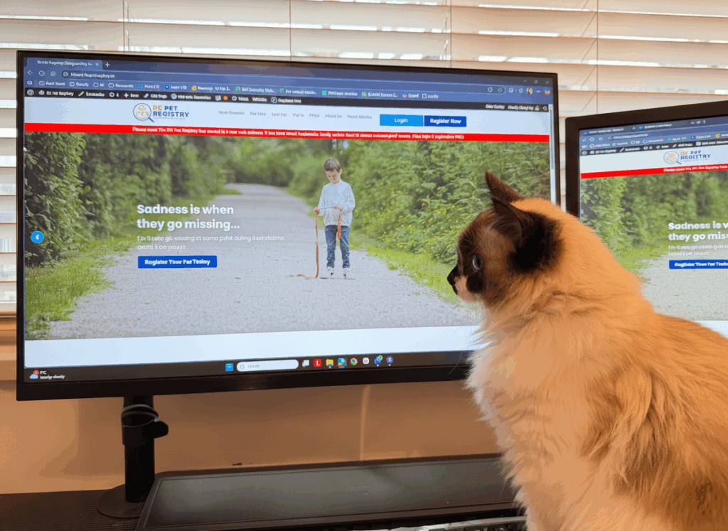 where to report lost cat