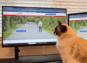 where to report lost cat