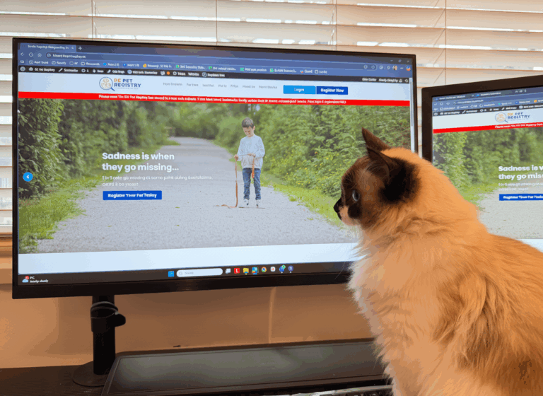 where to report lost cat