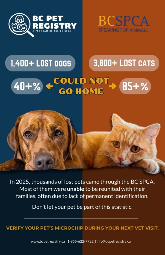 2026 Poster for 2025 Stray Stats (1)