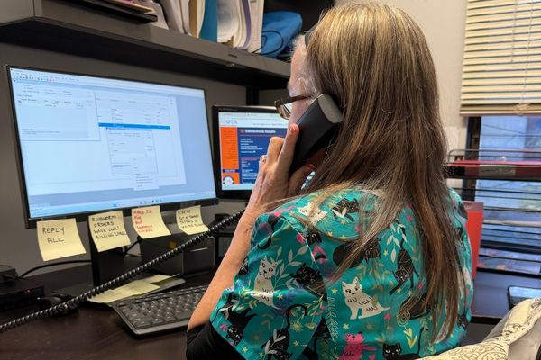 24/7 Peace of Mind for BC Cat Owners