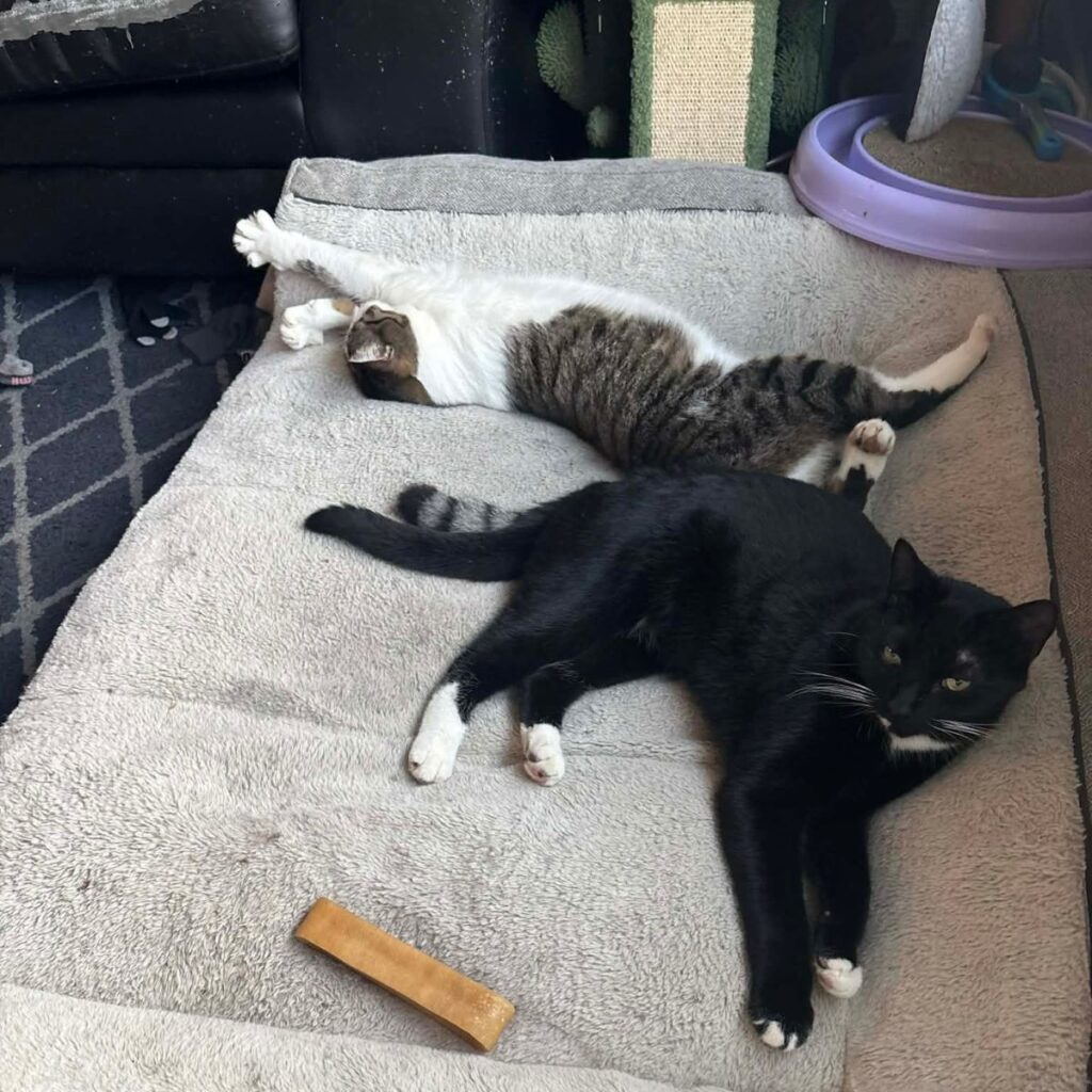 Mike now relaxes at home with his “brother” Randall