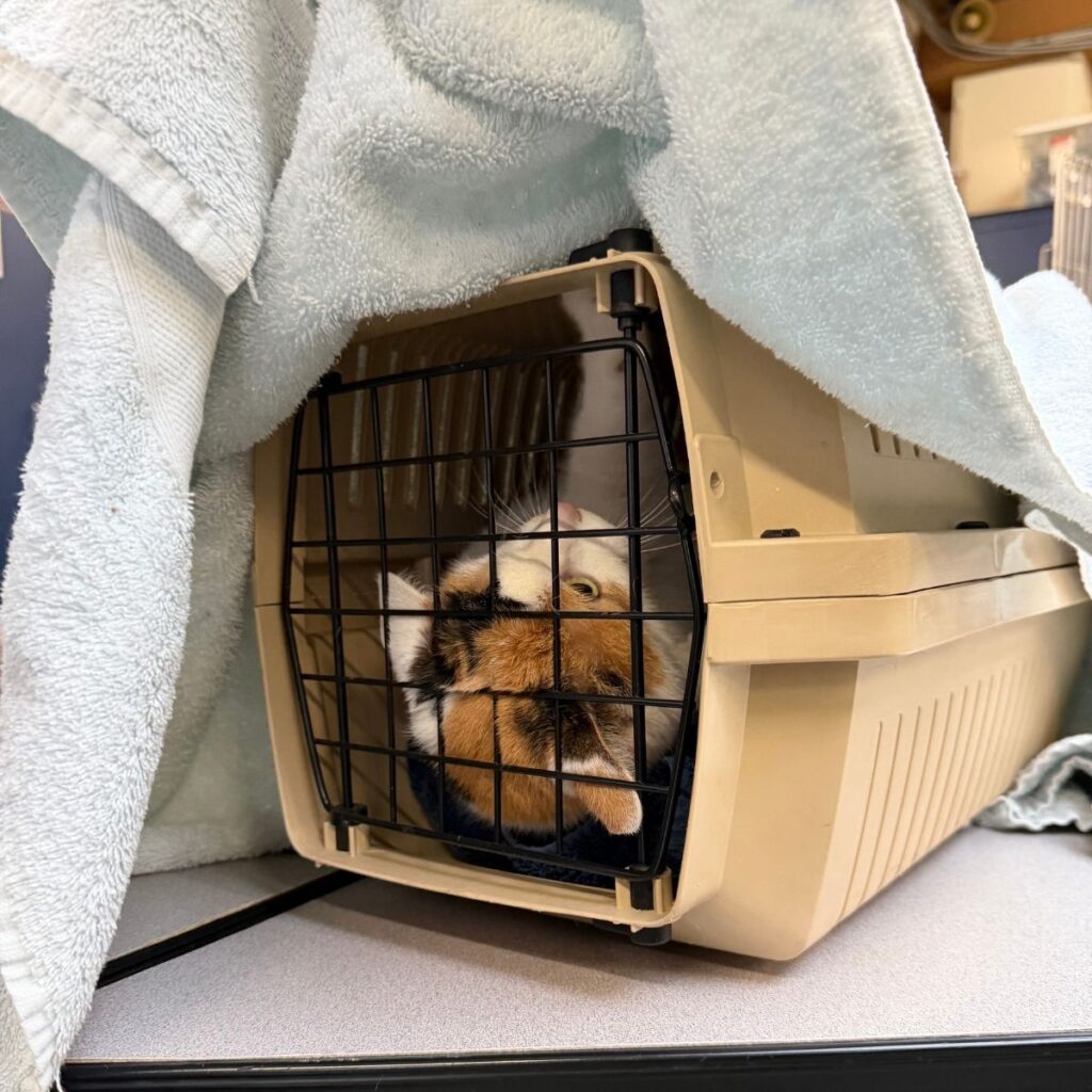 lost cat stressed in kennel