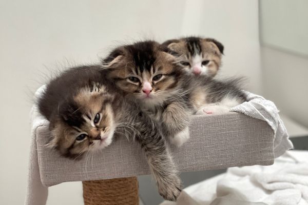 rehoming cats and kittens