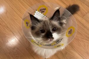 spay neuter cats and kittens