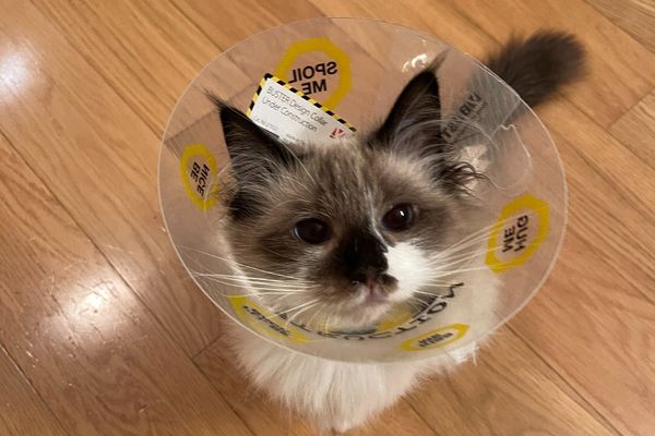 spay neuter cats and kittens