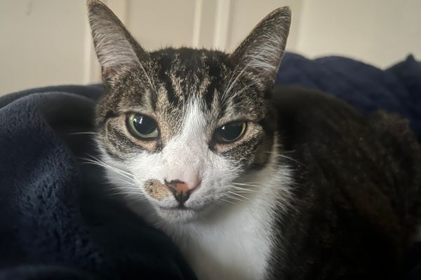 Jasper lost for almost 3 years, reunited with family in Issaquah, Washington