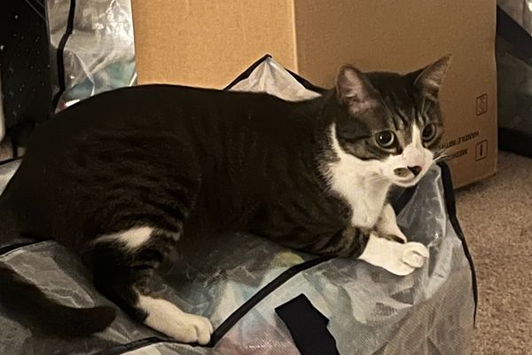 Jasper lost for almost 3 years, reunited with family in Issaquah, Washington