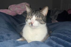 Jasper lost for almost 3 years, reunited with family in Issaquah, Washington