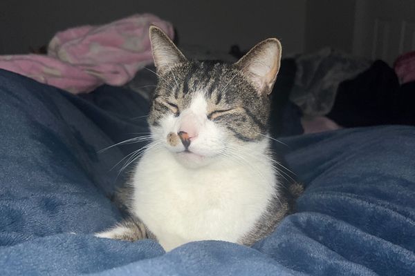 Jasper lost for almost 3 years, reunited with family in Issaquah, Washington