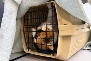 lost cat stressed in kennel