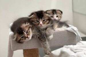 rehoming cats and kittens