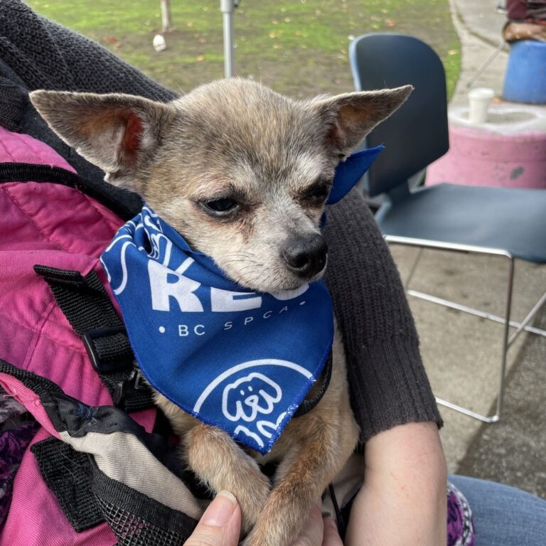 Community Vet Outreach event at Oppenheimer Park