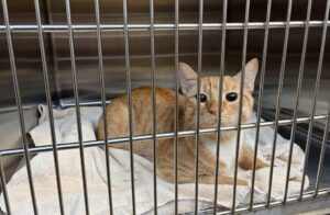 cat waiting in the shelter