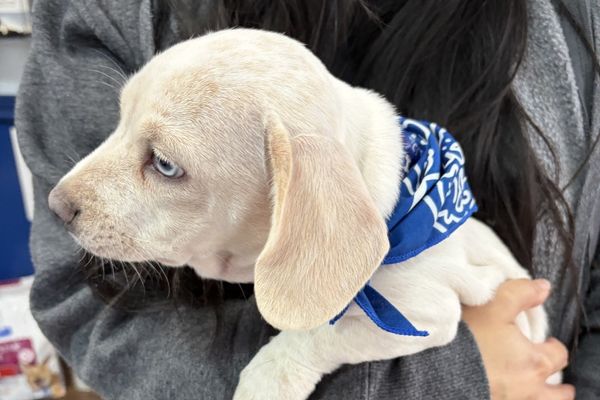 Puppy waiting to get his permanent ID microcihp