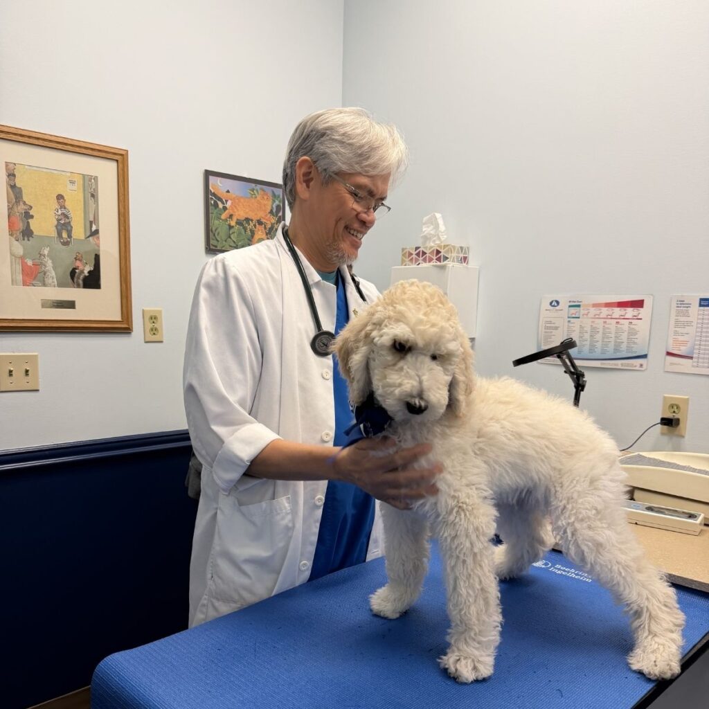 Dr. Geronimo Piano provided expert care and performed each microchipping procedure with precision.