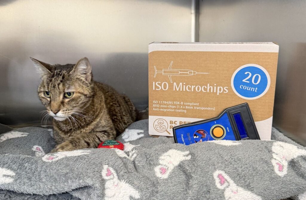 shelter cat with BC Pet Registry microchip