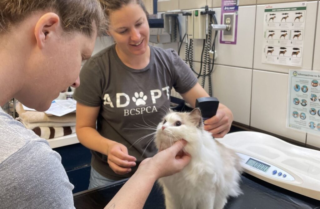 vets volunteering at a microchip clinic