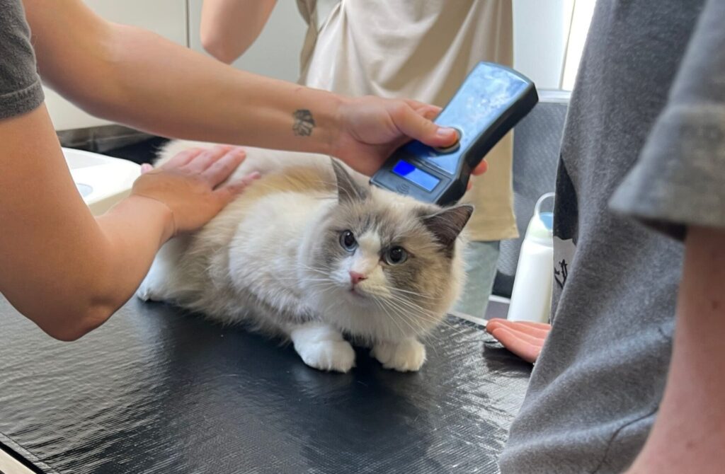 scanning a cat for a microchip